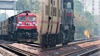 😭😭Live Train Accident! Train Hits Cow Calf at High Speed During Crossing | Cow in Extreme Pain😭 |