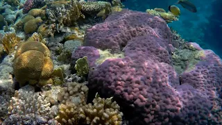 Коралловый риф отеля Mōvenpick Resort Sharm El Sheikh