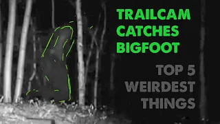 Top Five Weirdest Things About "Trailcam Captures Bigfoot"