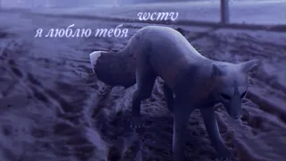 wcmv - я люблю тебя