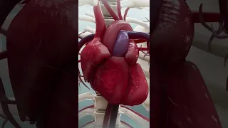 basics of heart