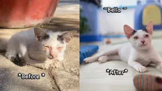 Full story: Rescue Poor Kitten Dying  on the Street! So Lucky I see it … ( Day1-30)