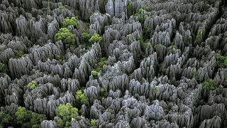 Каменный лес на Мадагаскаре - Интересные факты