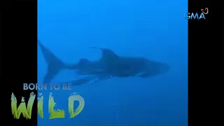 Wild News- Whale shark strangled by a fishing net  | Born to be Wild