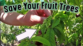If Your Fruit Tree Has This On It's Leaves Here's What You Can Do Right Now!