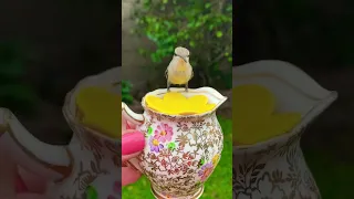 Isn't she lovely☀️💛 #shortsfeed #youtubeshorts #hummingbird #love #nature #viral #shorts #birds