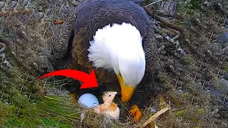 When A Farmer Puts a Chicke‘s Egg Under an Eagle, What Happened Next Will Shock You!