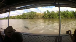 Saltwater Crocodile attempts attack on Tour Guide