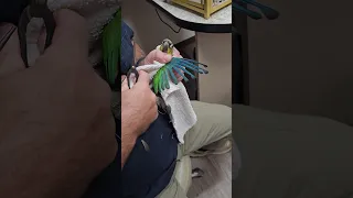 Green Cheek Conure wing modification