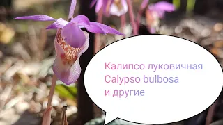 Орхидеи Сибири! Калипсо луковичная Calypso bulbosa. Жизнь растений. Ботаник в лесу.