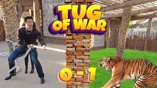 Tiger 🐅 Ke Saath Tug Of War