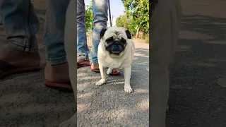 Cute Pug                                            #vodafone #dog #pug #shorts #youtubeindia