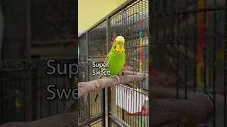 Super Sweet! - Boba the Budgie - Talking Parakeet #petshorts