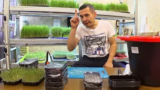 Засеиваем семена брокколи. Как вырастить микрозелень брокколи на кокосовом субстрате