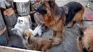 СОБАКИ - ПОПРОШАЙКИ. DOG - a beggar.Немецкие овчарки и пекинесы. Odessa.