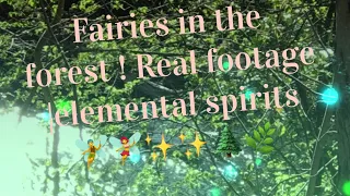 Fairies + Elementals in the Forest! 🧚‍♂️ 🧚‍♀️ Caught on Camera! ✨✨🌲🌿