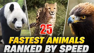 25 Fastest Animals In The World, Ranked By Speed