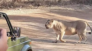 #sasangir #junglesafari #lion #cub lioncub came near to our Jipsy