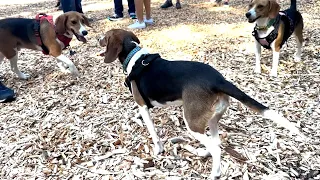 Beagles rescued from Virginia facility last year reunite in Mass.