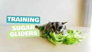 Essential Tips for Beginners: How to Train Sugar Gliders