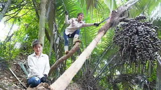 Process of producing wine from wild coconut tree trunks - Primitive way of making wine