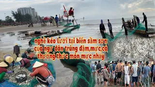 Thử thách ăn gỏi mực nhảy tại bãi biển sầm sơn khi cư dân kéo lưới vây (rồng) lên