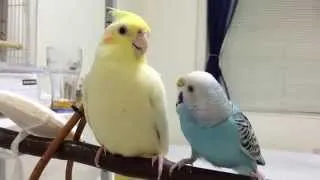 オカメインコに興味津津なセキセイインコ