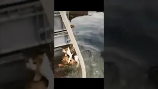 МОЙ БОГ! эта собака готова спуститься в воду, чтобы спасти кошку | хорошая и умная собака