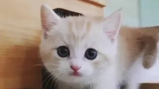 Cute Cat and Cute Kitten Videos | Part# 55