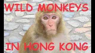 Wild Monkeys in Hong Kong: Monkey Hills Kam Shan Country Park: Fun things to do in Hong Kong