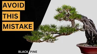 Black Pine Bonsai Development