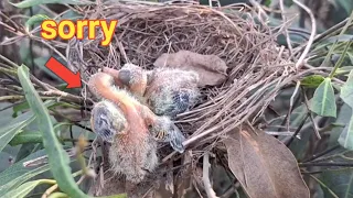 baby bird accidentally knocks its little brother out of the nest.bird eps 245