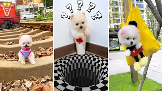 Tik Tok Chó Phốc Sóc Mini 😍 Funny and Cute Pomeranian #379