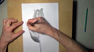 Как нарисовать тюльпан карандашом, поэтапно для начинающих