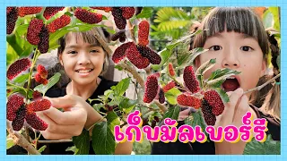 YimYamFamily | เก็บมัลเบอร์รีที่บ้าน