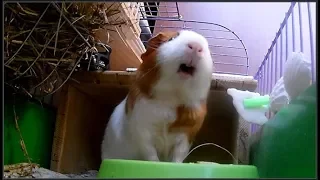 I'm annoying the guinea pig ))) The guinea pig squeaks 😁 😂 😃 😄 😅