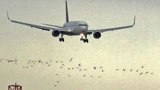 BIRDs & HEAVY Landing Delta Boeing 767 at Edinburgh Airport