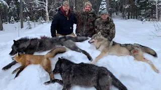 Wolf hunt in Northern Ontario. NO INFO AT THIS TIME.