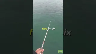 How to catch squid!!