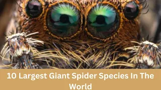 10 Largest Giant Spider Species In The World