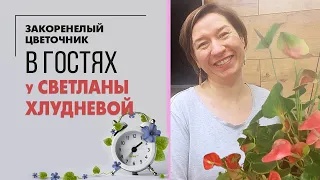 Я в гостях у Светланы Хлудневой, лишаю ее цветочной "девственности". Первая пересадка в ее жизни.