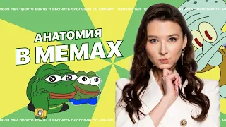 ИЗУЧАЕМ АНАТОМИЮ ПО МЕМАМ | БИОЛОГИЯ | ОГЭ 2023 | МАСТЕР-ГРУППА | 99 БАЛЛОВ