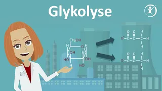 Die Glykolyse - Zellatmung, Stoffabbau & Stoffwechsel | Studyflix