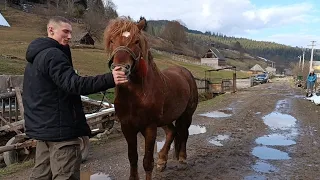 РОБОЧІ КОНІ БИСТРИЦІ🔗🐴ТА МОЛОДІ ХЛОПЦІ ҐАЗДИ💪👍 КОНІ В УКРАЇНІ 🇺🇦🔥