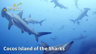 Cocos Island of the Sharks, best scuba diving in Costa Rica #scuba #costarica #sharks