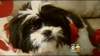 N.J. Woman Pushes For Law Regulating Pet Groomers After Dog Dies