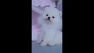 【Compilation】Dog Pet Puppy Pomeranian Grooming Teddy bear style ! dogs story #88