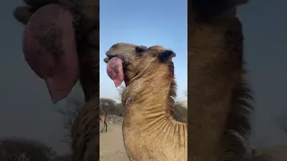 🤢🤧camel's stomach comes out of its mouth 😖