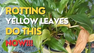 Peace Lily DYING What To Do | Urgent Repotting Peace Lily