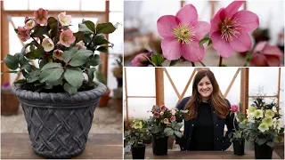 Hellebore Care Guide // Garden Answer